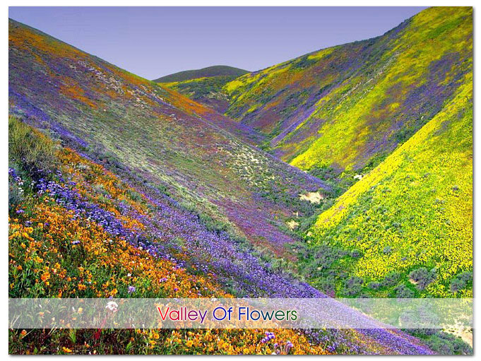 Valley of Flower Uttarakhand